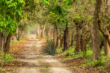 Indian peafowl or Pavo cristatus male peacock display wings open dancing full colorful wingspan to attract female in natural green Terai Arc Landscape forest pilibhit national park uttar pradesh india
