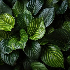 Fototapeta premium A Beautiful Display of Dark and Light Green Foliage in Nature
