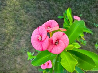 Euphorbia milii pink flower blooms in the garden in summer. Common name; Crown of thorns,...