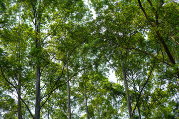 View of Lush Green Trees Reaching Toward the Sky in a Forest Setting