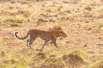 Wild Leopard walking at the savanna in morning light