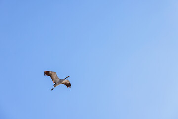 Alone crane flying in the blue sky