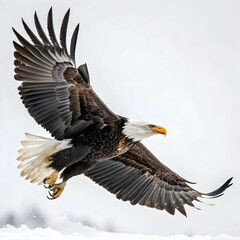Naklejka premium An eagle is a large, powerful bird of prey known for its keen vision