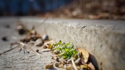 A close-up shot of spring coming as buds sprout between sidewalk blocks.