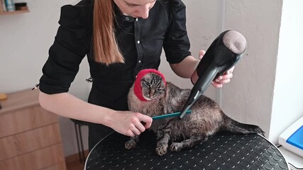 A careful grooming process keeps the cat stress-free as its fur is dried with protection from loud noise. A relaxed pet enjoys gentle hands, ensuring a pleasant grooming experience pet grooming salon