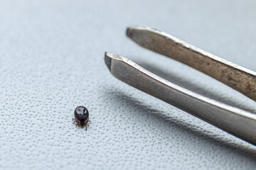 Encephalitic tick removed with tweezers from human skin in a medical setting, macro detail