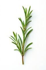 delicate branch of rosemary on white background, foliage, tree, floral