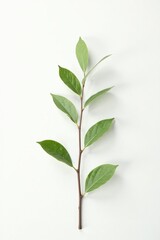 Fototapeta premium Delicate branch with slender leaves isolated on white background, texture, minimalist