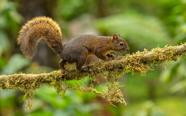  Nordamazonische Rothörnchen (Sciurus igniventris)