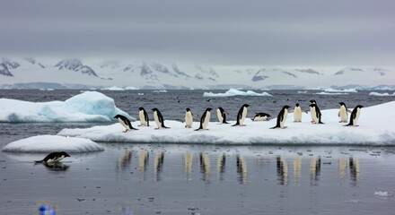 Penguins on ice floe in antarctic waters under cloudy sky with snowy mountains