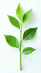Obraz premium Green stem with small leaves attached on white background, stem, organic, detail