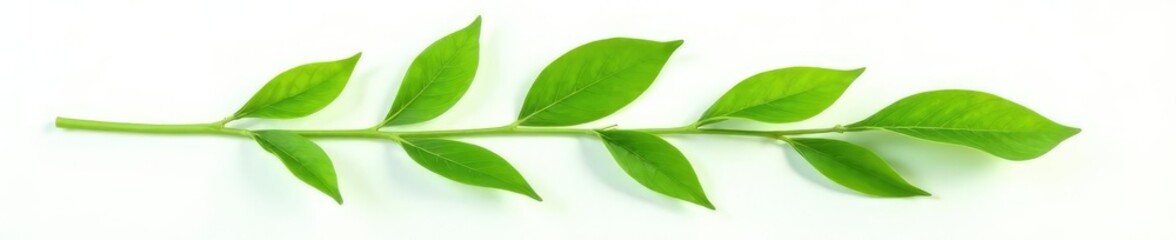 Fototapeta premium Leafy green stem isolated on white background, flower power, plant life