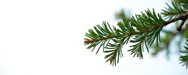 Pine tree branch against clean white backdrop, white, pine, solitary