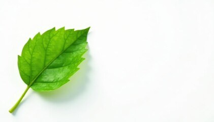 Single green leaf, stark white background, high detail, color, ecology, greenery