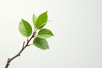 Single branch with unique shape against white backdrop, nature, white