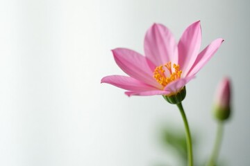 Naklejka premium Single flower in focus against a clean white background, floral, color, flora