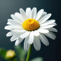 Fototapeta premium Vibrant chamomile cluster, crisp detail, pure white petals , isolated, closeup