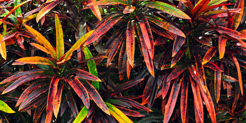 Vibrant croton leaves with shades of red, orange, and green. A striking natural pattern creates a bold tropical accent. © SOLDATOOFF