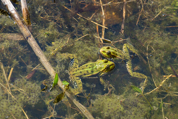 Green water frogs during breeding season in their natural habitat. Selective focus. Copy space.