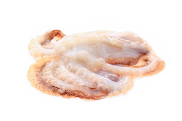 Octopus on a white background