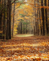Obraz premium Pathway to Serenity: An inviting forest path beckons, carpeted with golden autumn leaves, framed by towering trees that reach for the heavens. It's a scene that evokes feelings of calm and peace