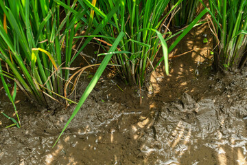 Close-up of rice plants in muddy, waterlogged soil, showing roots and reflections of sunlight.