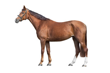 Horse exterior isolated on white