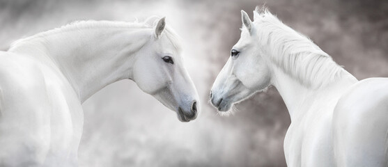 Two White andalusian horse portrait on white background. High key image