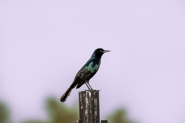 Boat tailed grackle black bird standing isolated and alone on post during an overcast stormy day with reddish purple sky before hurricane weather
