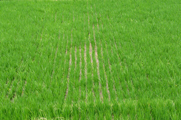Fototapeta premium Young rice shoots line up in neat rows, forming a textured pattern on the wet field.