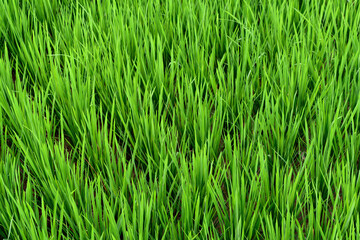 Bright green rice sprouts reach upward, forming a rich natural pattern against the damp soil.
