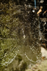 Argiope bruennichi. Wasp spider. Spider on a spider web