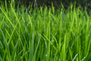Fresh green grass covered in morning dew, glistening under soft sunlight, creating a tranquil and refreshing natural scene.