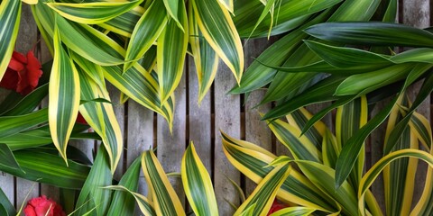 Lush green and yellow variegated leaves create a striking tropical pattern on a rustic wooden...