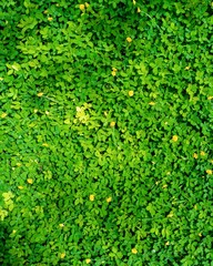 Bright green clover leaves with tiny yellow flowers create a fresh and vibrant natural background....