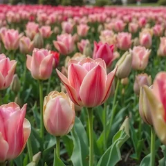Selbstklebende Fototapeten pink tulips in the garden © Shohag