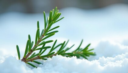 Sprig of fresh rosemary against a snowy background, foliage, isolated, branches