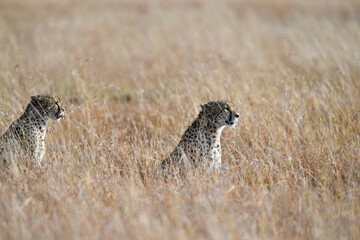 Cheetah roams through its territory © Herbert