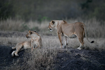 lioness and cubs