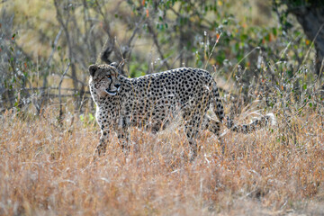 Cheetah roams through its territory © Herbert