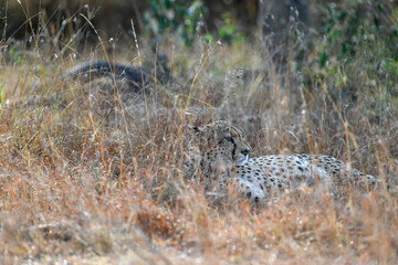 Cheetah roams through its territory © Herbert