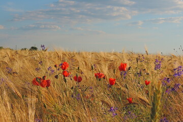 poppies in the field