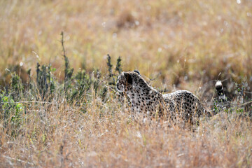 Cheetah roams through its territory © Herbert