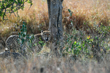 Cheetah roams through its territory © Herbert