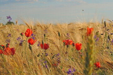 poppies in the field