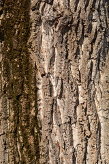 Obraz premium Candadian poplar bark detail