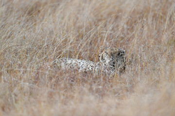 Cheetah roams through its territory © Herbert