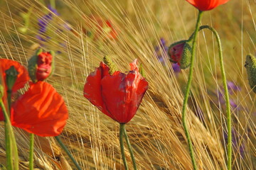 poppies in the field