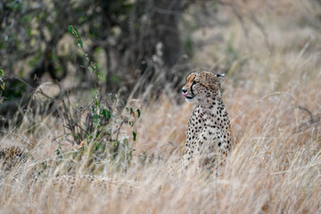 Cheetah roams through its territory © Herbert