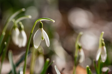 Przebiśniegi w lesie, wiosenne tło, wiosna 2025. 